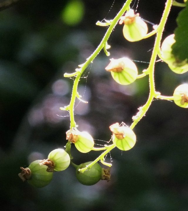 Currants