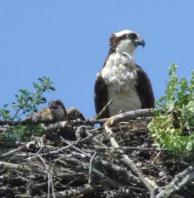 Osprey