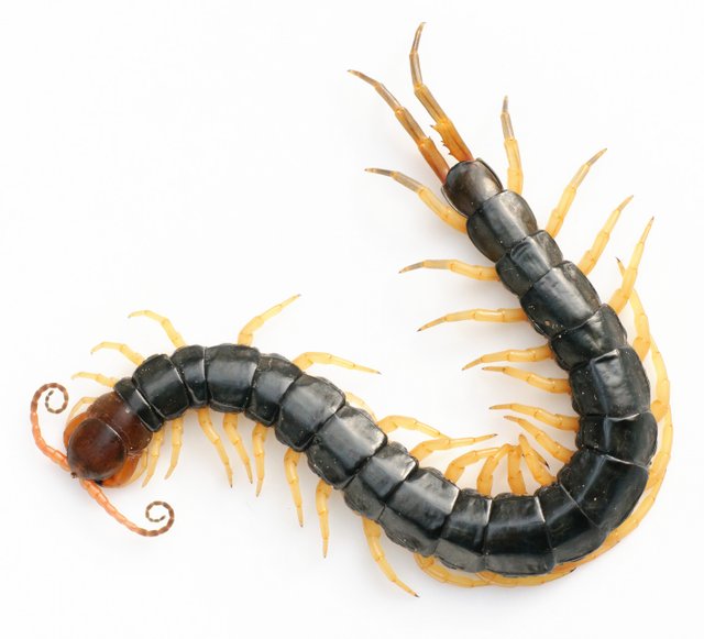 Centipedes Come Forth