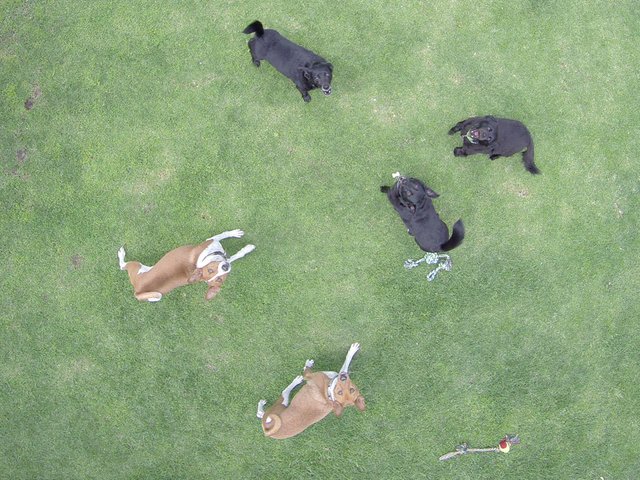 Dogs under drone