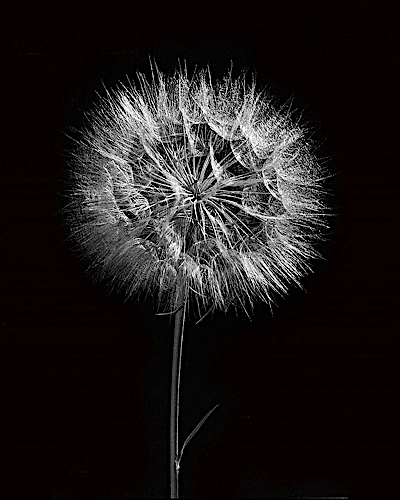 Dandelion moments