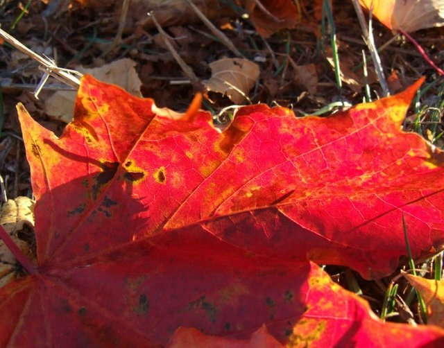 RedLeaf