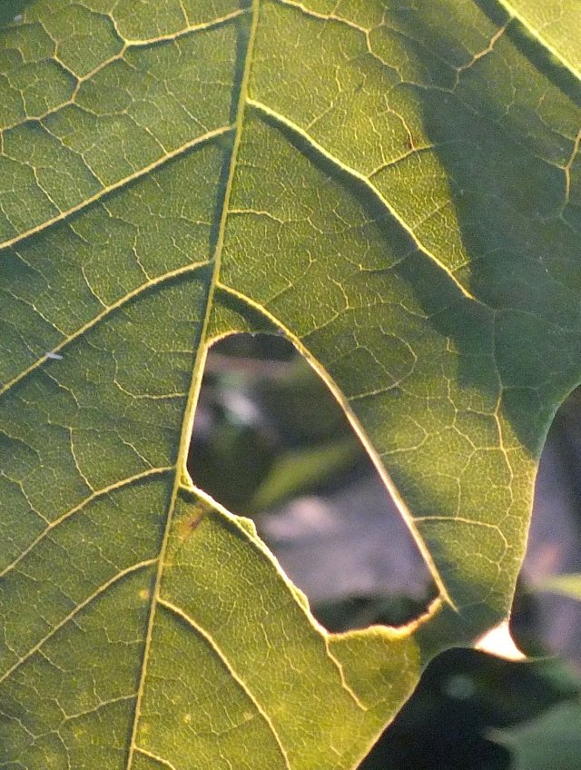 Leaf