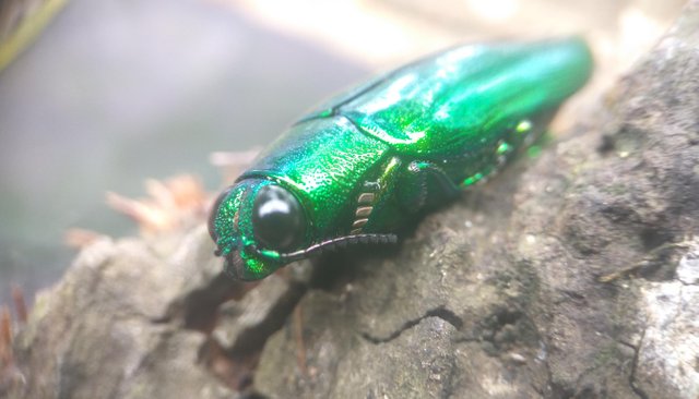 Beetles Green, Rare and Endangered Animals — Steemit