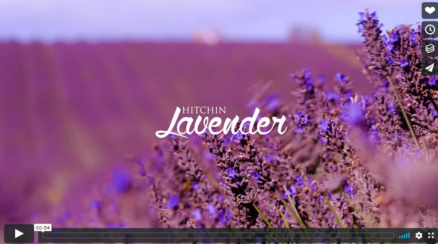 Hitchin Lavender