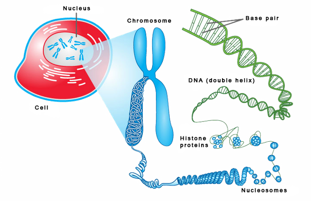 DNA in cells