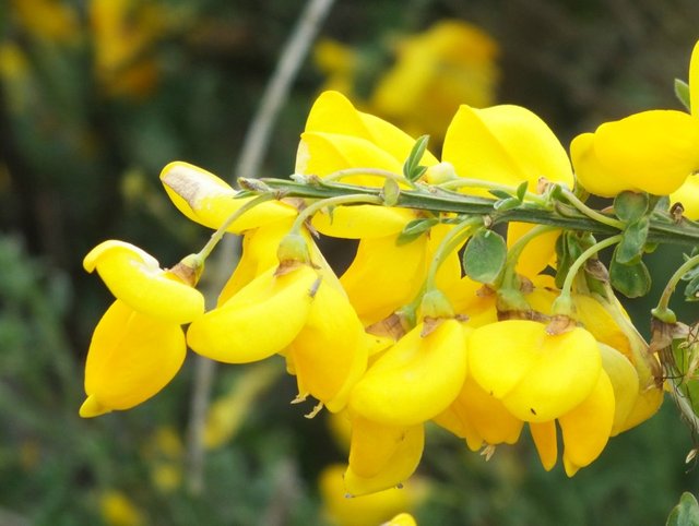 ScotchBroom