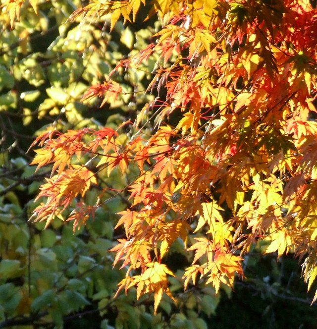 FallLeaves