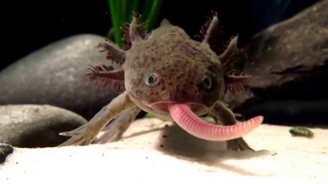 Axolotl Throttle Steemit