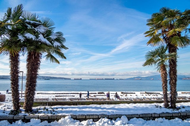 Palm Trees In The Snow In Vancouver Canada Steemit