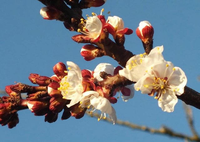 ApricotBlossoms