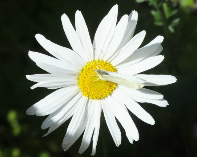 Daisy