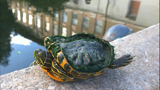 Can You Feed a Red Eared Slider Turtle Bread? 2