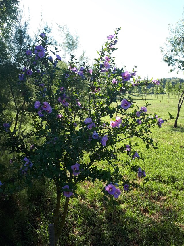 flowers