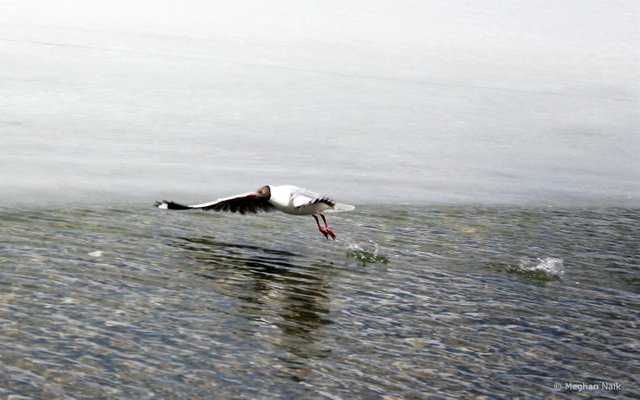 Brown-headed Gull, Pangong Tso, Ladakh