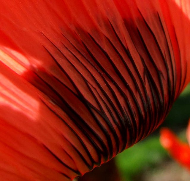 RedPoppy