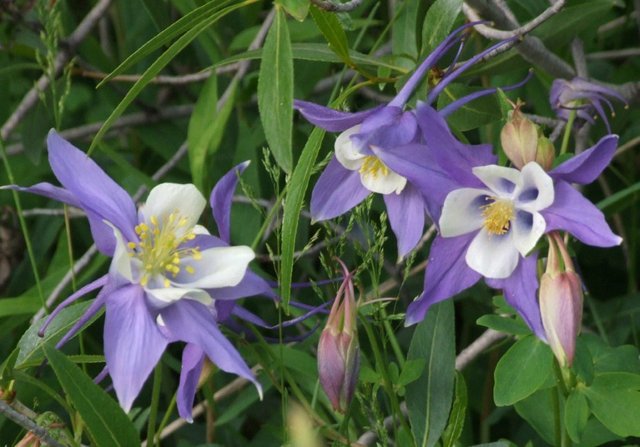 Columbines