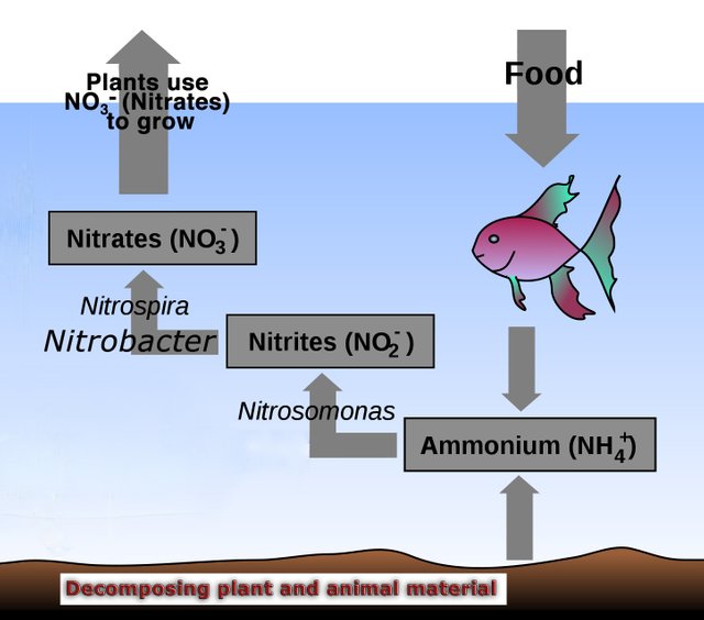 Aquaponics diagram.