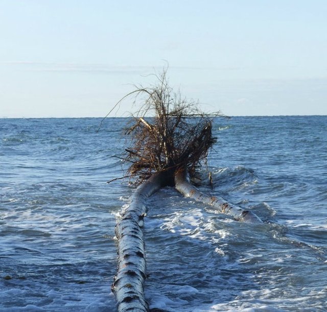 UprootedTree