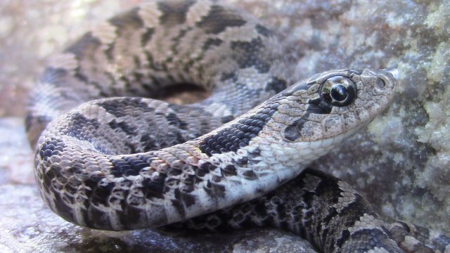 PineryPP on X: Have you heard about the Eastern Hognose Snake