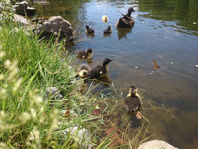 ducks in pennsylvania