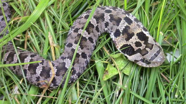 PineryPP on X: Have you heard about the Eastern Hognose Snake