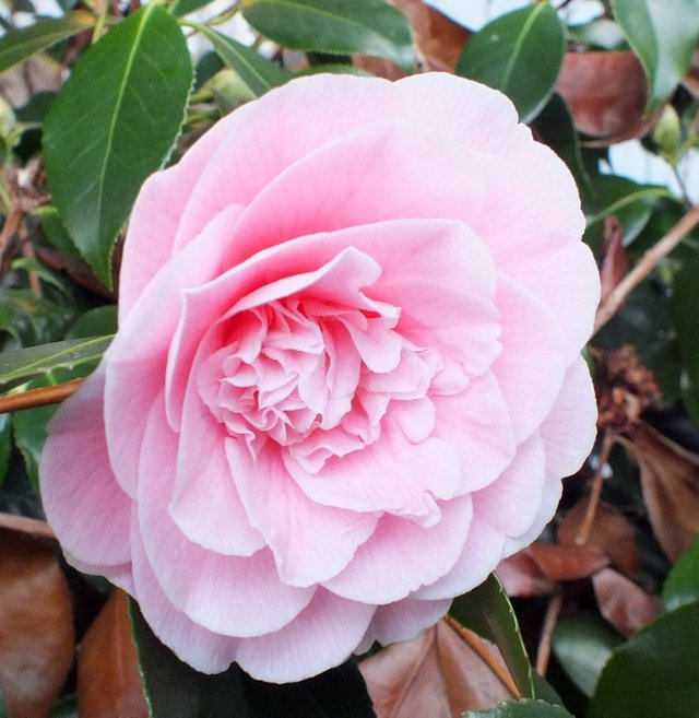 Camellia