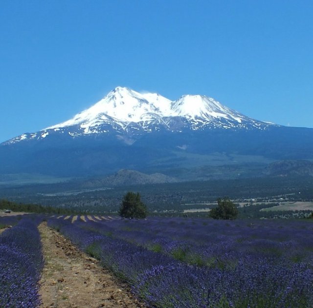 MountShasta