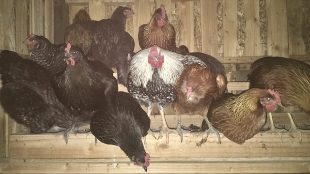 farmsteadsmith chickens