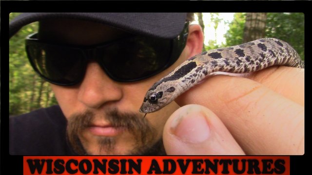 PineryPP on X: Have you heard about the Eastern Hognose Snake