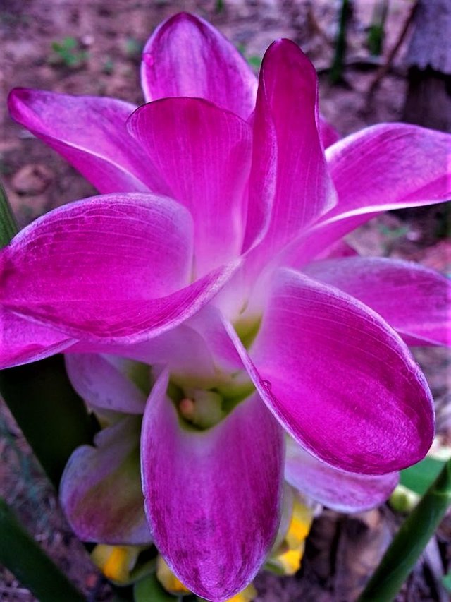 Beautiful Curcuma xanthorrhiza flowers or the flowers temulawak aceh