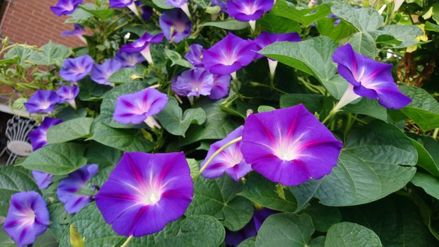 ipomoea