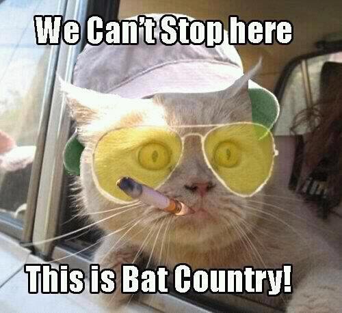 Fear and Loathing Cat