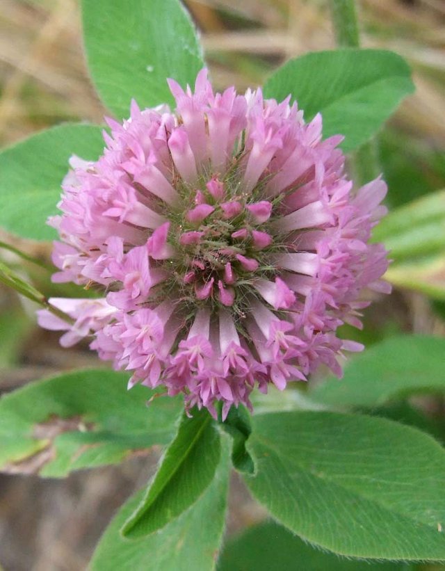 PurpleClover