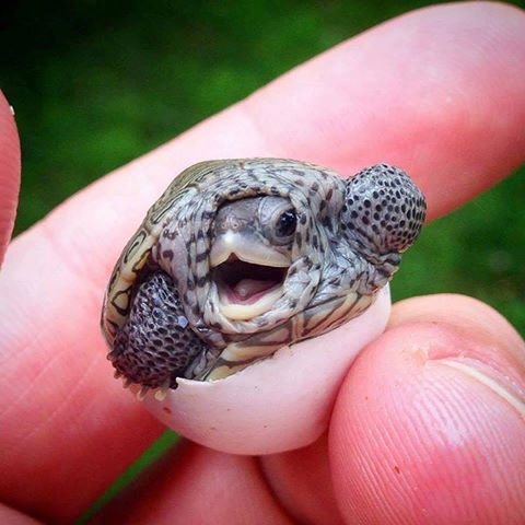 cute_turtle_awww