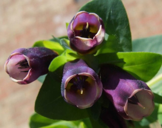 PurpleBells