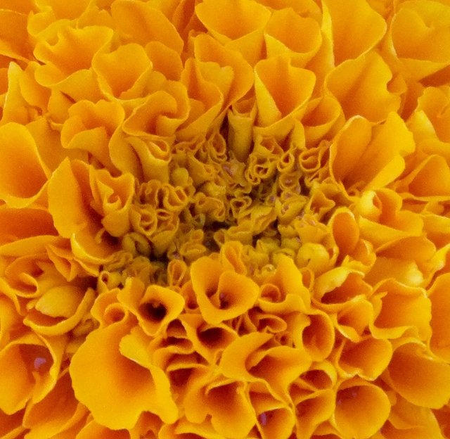 Marigold