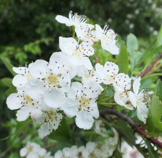 WhiteHawthorn