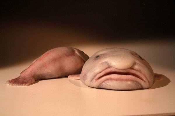 worlds ugliest fish blobfish