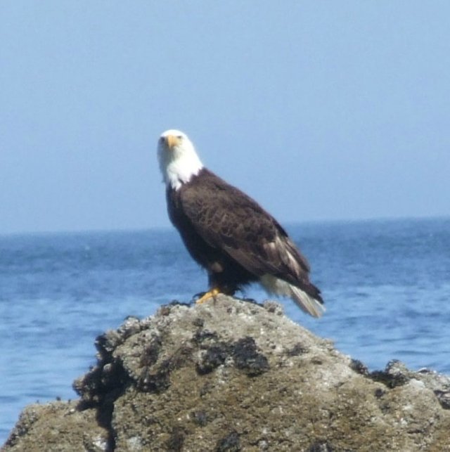 BaldEagle