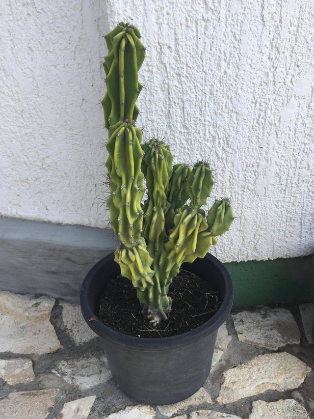 I never plan to get a new cactus, but it happens all the ...