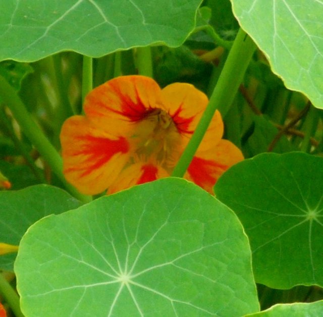 Nasturtium