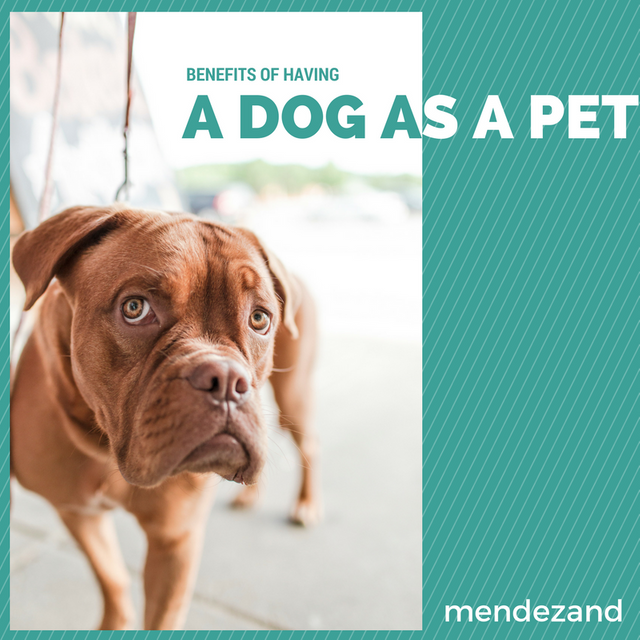 Why should we have a dog at home? — Steemit