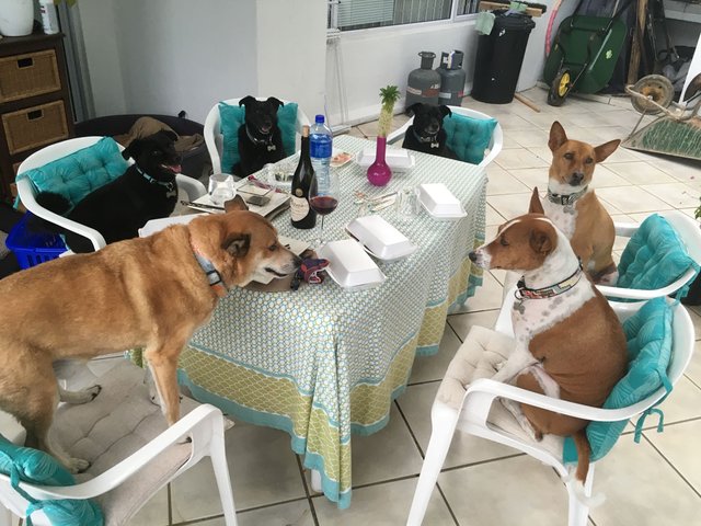 Council of the dogs