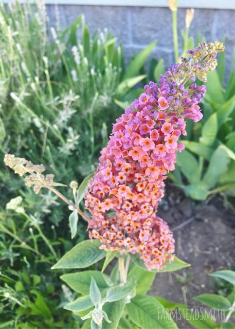 butterfly bush flower