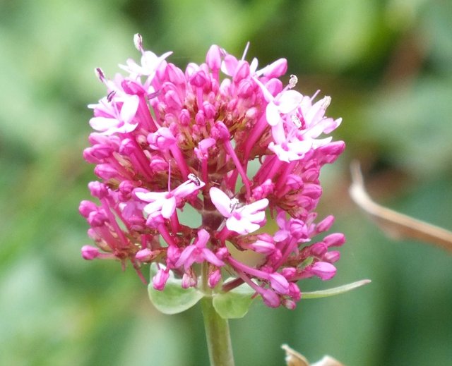 PurpleFlower