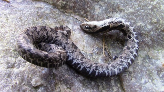 PineryPP on X: Have you heard about the Eastern Hognose Snake