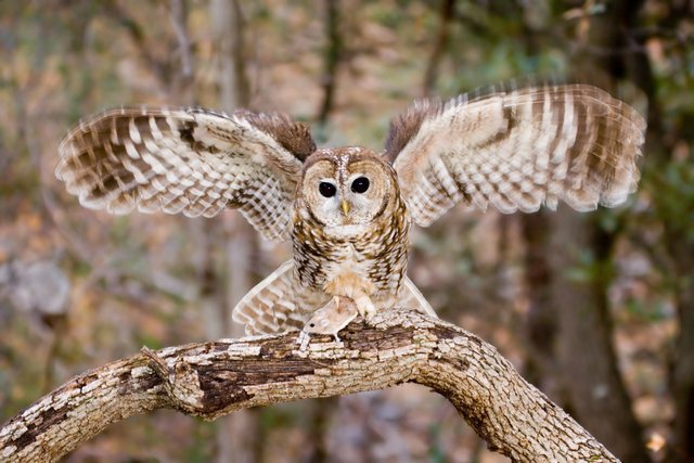 SpottedOwl