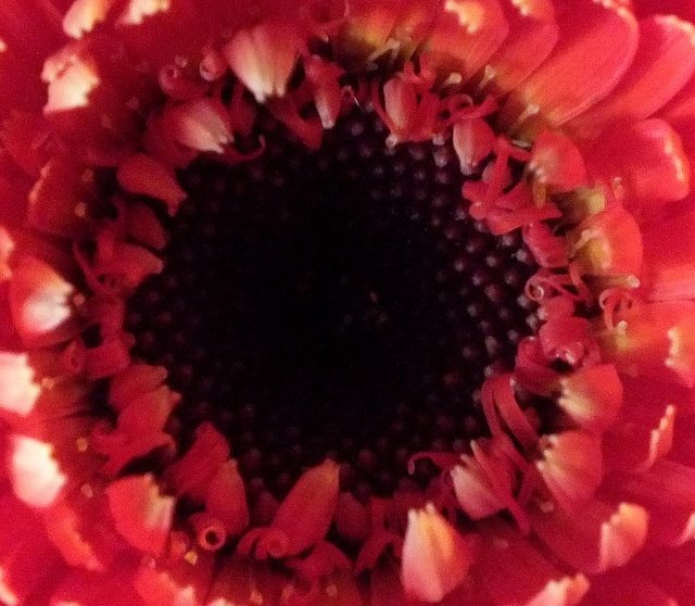 RedDaisy