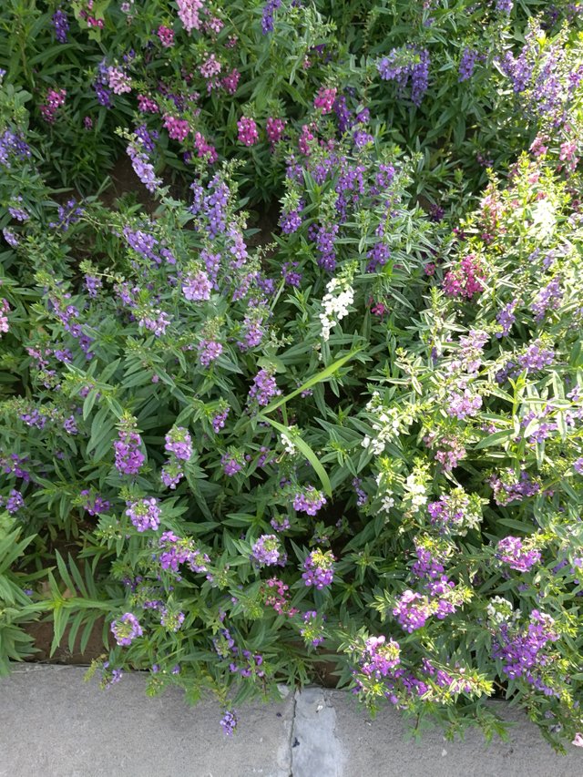 道端の花flowers On The Roadside Steemit